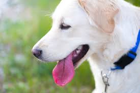 Chú chó thè lưỡi khi thở là một hình ảnh đáng yêu và dễ thương. Hãy xem ảnh và cười nhe!